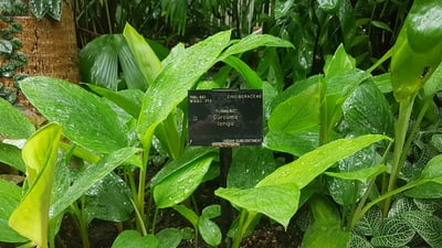 Curcuma longa