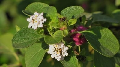 Wild Lantana