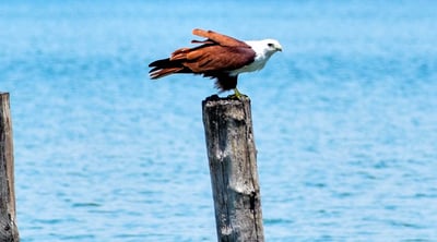 Singing Fish