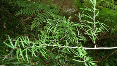 Asparagus falcatus
