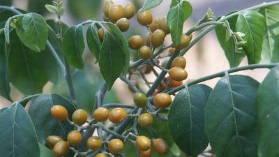 Micromelum minutum  var. ceylanicum