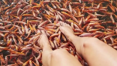 Fish Spa