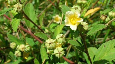 Sida rhombifolia
