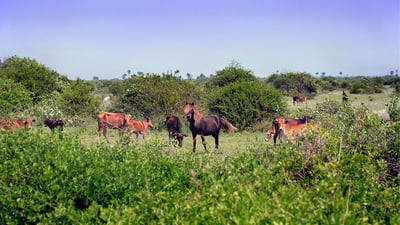 Feral Horses and Stables