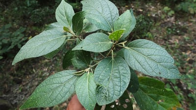 Croton lacciferus