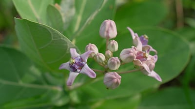 Calotropis gigantea