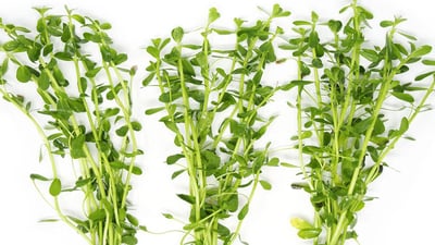 Bacopa monnieri