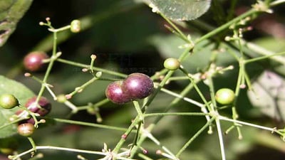 Rubia cordifolia