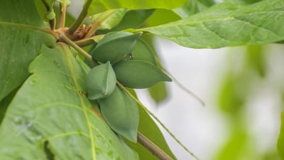 Terminalia catappa