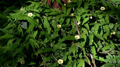 Merremia tridentata