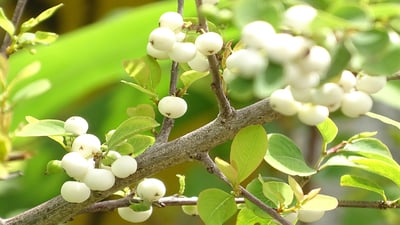 Flueggea leucopyrus