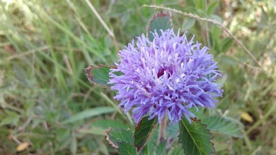 Vernonia anthelmintica