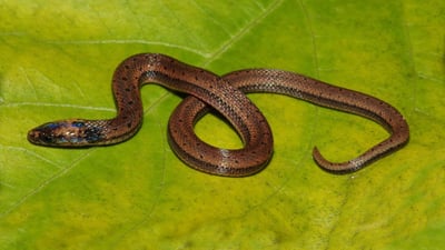 Boie's Rough-Sided Snake