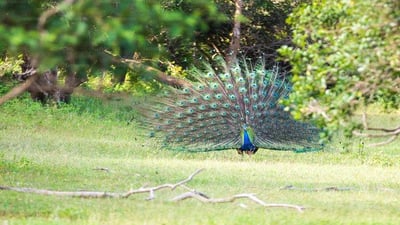 Safari from Lahugala