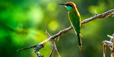 Shore Excursions from Colombo Seaport