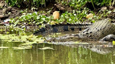 Crocodile Watching