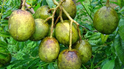 Spondias dulcis