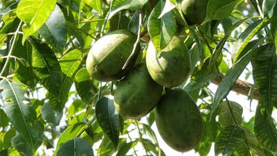 Spondias dulcis