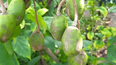 Spondias dulcis