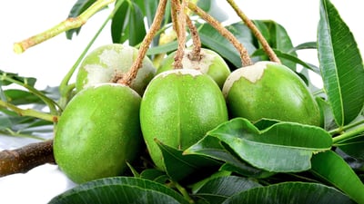 Spondias dulcis
