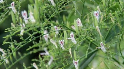 Andrographis paniculata