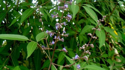 Vitex negundo