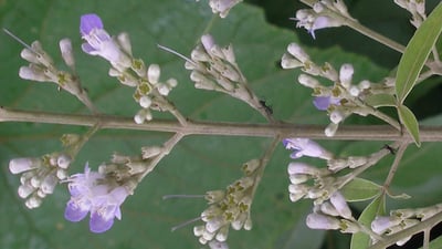 Vitex negundo