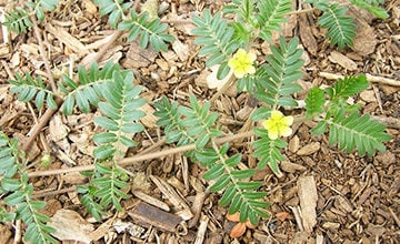 Tribulus terrestris