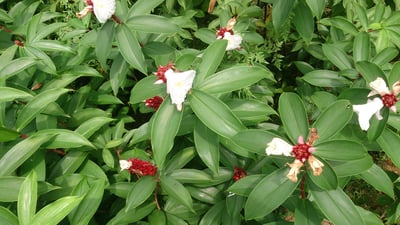 Costus speciosus