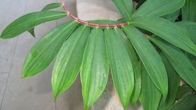 Costus speciosus