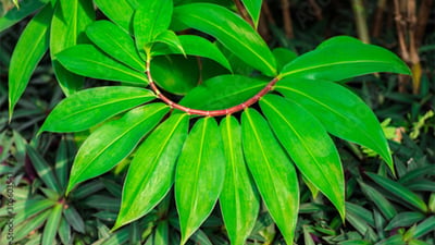 Costus speciosus