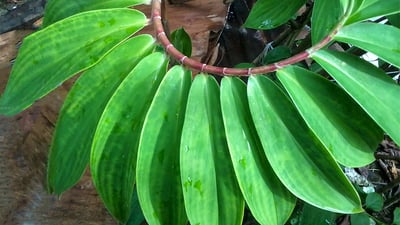 Costus speciosus