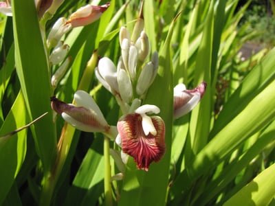 Codariocalyx motoriusAlpinia calcarata