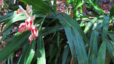 Codariocalyx motoriusAlpinia calcarata
