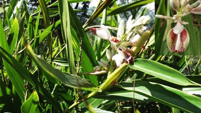 Codariocalyx motoriusAlpinia calcarata