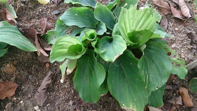 Kaempferia galanga