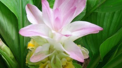 Curcuma longa