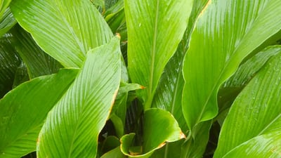 Curcuma longa