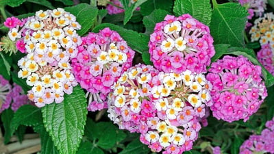 Lantana camara var. alba