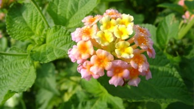 Lantana camara var. alba
