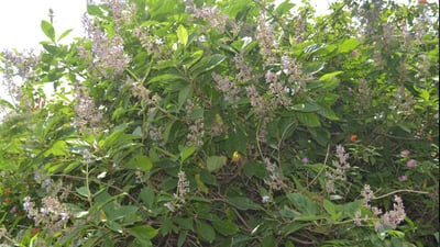 Clerodendrum serratum