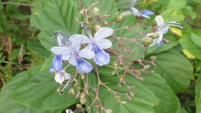 Clerodendrum serratum