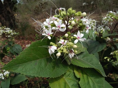 Clerodendrum indicum