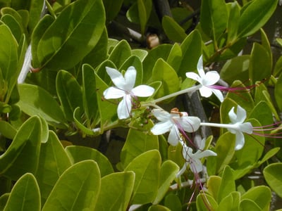 Clerodendrum indicum