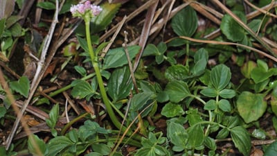 Valeriana moonii