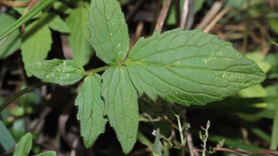 Valeriana moonii