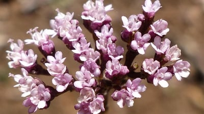 Valeriana moonii