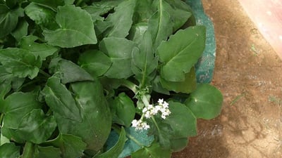 Valeriana moonii