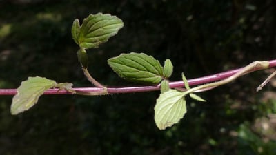 Valeriana moonii