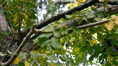 Holoptelea integrifolia